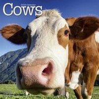 Abbildung von: Cows Calendar 2016 - Avonside Publishing Ltd