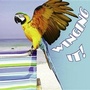 Cover: Winging It! - Rourke Publishing
