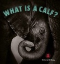 Cover: What is a Calf? - The Literacy Tower Limited