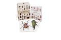Cover: A Box of Beetles - Ivy Press