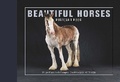 Cover: Beautiful Horses Postcard Book - Ivy Press