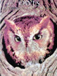 Enlarge image Cover: Owls - Todtri Book Publishers