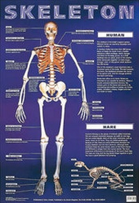 Enlarge image Cover: Skeleton - Schofield & Sims Ltd