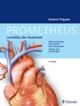 Bild: PROMETHEUS Innere Organe - Thieme
