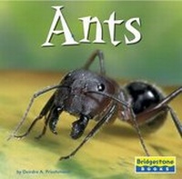 Enlarge image Cover: Ants - Capstone Press