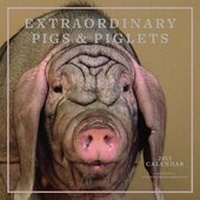 Abbildung von: Extraordinary Pigs 2013 Wall Calendar - Abrams