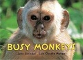 Cover: Busy Monkeys - Tricycle Press