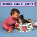 Cover: Donde Esta El Gatito? - Star Bright Books