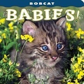 Cover: Bobcat Babies! - Farcountry Press