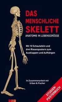 Abbildung von: Das menschliche Skelett - Naumann & Göbel
