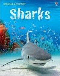 Enlarge image Cover: Discovery Sharks - Usborne Publishing Ltd