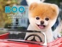 Cover: Boo: Little Dog in the Big City - Chronicle Books LLC