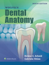 Abbildung von: Woelfels Dental Anatomy - Jones and Bartlett Publishers, Inc