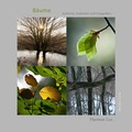 Cover: B&auml;ume - Anaelis-Sophia-Verlag
