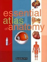 Enlarge image Cover: Essential Atlas of Anatomy - Barrons Educational Services