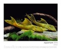 Cover: Kalender "Aquarium 2016" - Tetra