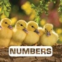 Cover: Numbers: Picture This - Houghton Mifflin Harcourt Publishing Company