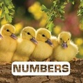 Cover: Numbers: Picture This - Houghton Mifflin Harcourt Publishing Company