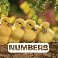 Enlarge image Cover: Numbers: Picture This - Houghton Mifflin Harcourt Publishing Company