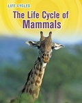 Cover: Life Cycle of Mammals - Raintree Publishers