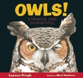 Cover: Owls! - Astra Young Readers