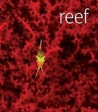 Enlarge image Cover: Reef - DK Publishing (Dorling Kindersley)