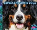 Cover: Bernese Mountain Dogs - Capstone Press
