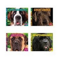 Enlarge image Cover: Big Dogs - Capstone Press