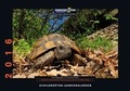Cover: Schildkr&ouml;ten-Jahreskalender 2016 - Kleintierverlag