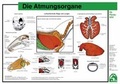 Cover: Die Atmungsorgane - FN Verlag