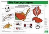 Abbildung von: Die Atmungsorgane - FN Verlag