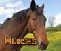 Cover: Horses - Raintree