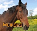 Cover: Horses - Raintree