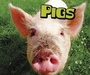 Cover: Pigs - Raintree