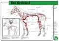 Cover: Der Kreislauf - FN Verlag
