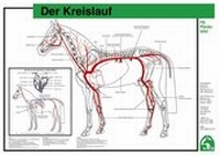 Abbildung von: Der Kreislauf - FN Verlag