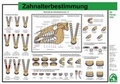 Cover: Zahnalterbestimmung - FN Verlag