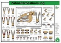 Abbildung von: Zahnalterbestimmung - FN Verlag