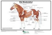 Abbildung von: Die Muskulatur - FN Verlag