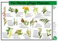Cover: F&uuml;r Pferde giftige Pflanzen - FN Verlag