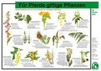 Abbildung von: Für Pferde giftige Pflanzen - FN Verlag