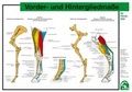 Cover: Vorder- und Hintergliedma&szlig;e - FN Verlag