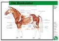 Cover: Die Muskulatur - FN Verlag
