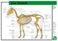 Cover: Das Skelett - FN Verlag