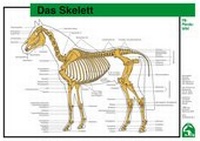 Abbildung von: Das Skelett - FN Verlag
