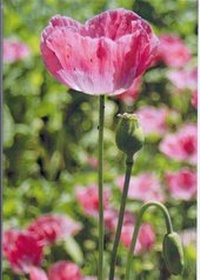 Abbildung von: Doppelkarte C6 " Mohnblüte ", mit Umschlag - Frühauf, Buchhandlung, Inh. Wolfgang Frühauf e.K.