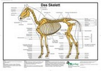 Abbildung von: Das Skelett - FN Verlag