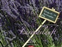 Cover: Lavendelduft 2016 - Weingarten
