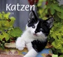 Bild: times&more Katzen Bildkalender 2016 - Heye