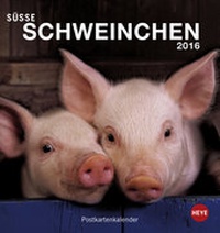 Abbildung von: Schweinchen Postkartenkalender 2016 - Heye